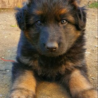 фото "Мой самый верный друг"