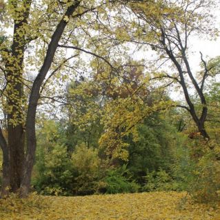 Золотая роща.