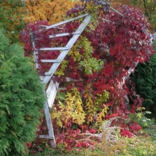 Беседка во дворе