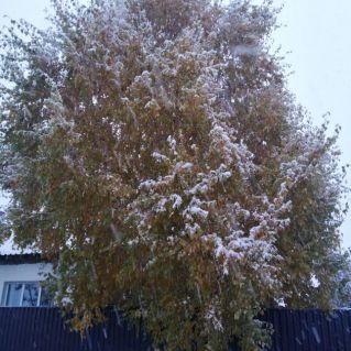 Первый снег