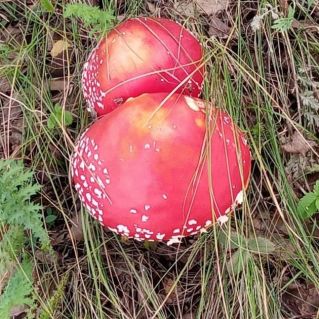 "Удивительные мухоморы"