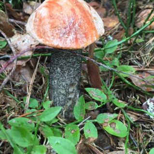 Подосиновик-малыш