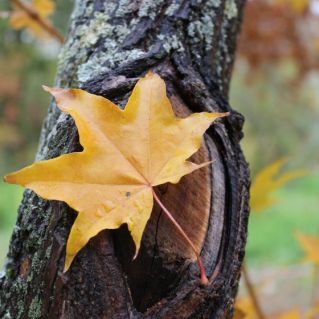 "Осеннее притяжение"