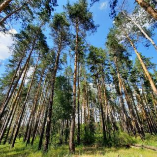 Древостой сосны в Красноярском районе Самарской области