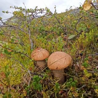 Грибочки - Братья