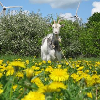 В гармонии с природой