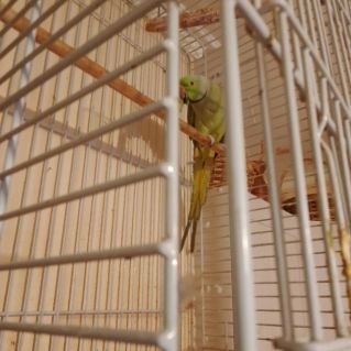 Авторская фотография "Ожереловый попугай Карлуша"