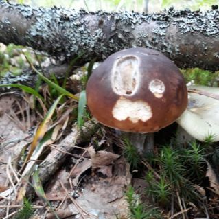 Странная парочка