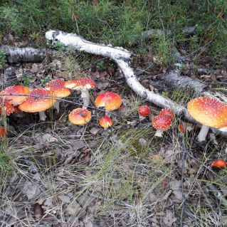 Мухоморная семейка