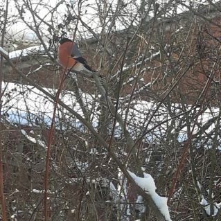 Снегири прилетели