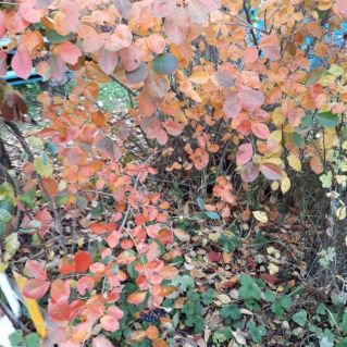 Осень в нашем саду