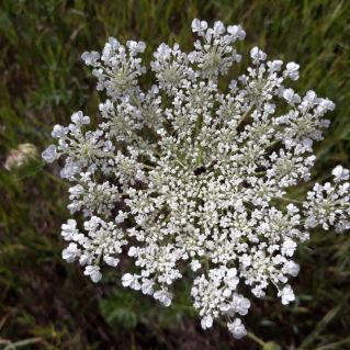 Летняя снежинка