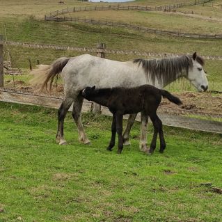 "Лошадиная любовь"