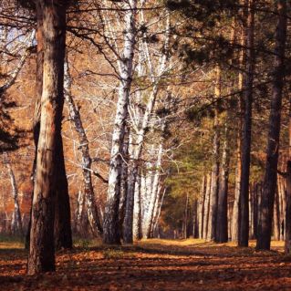 Осень в городском парке
