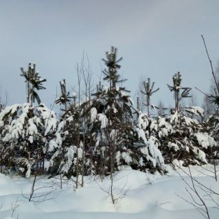"Сосны- подружки в снежных шубках"
