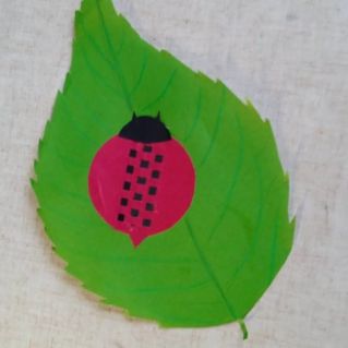 Божья коровка греется на солнышке