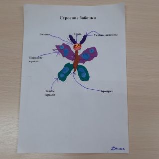 Строение бабочки