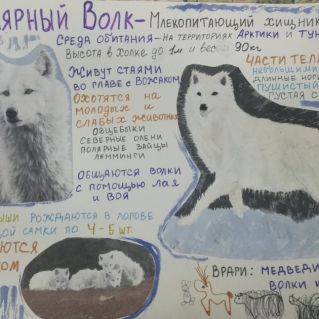 Все о волке