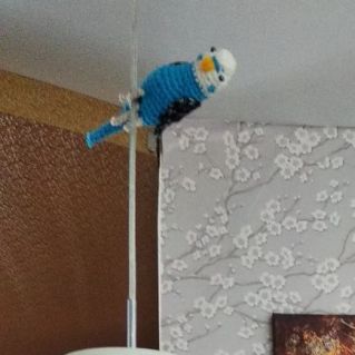 Новый питомец - Григорий