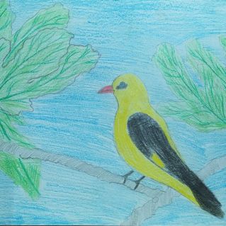 "Иволга в малиннике поёт"