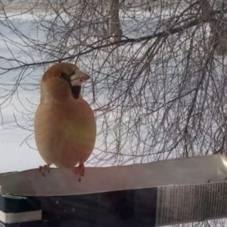 Пернатый друг