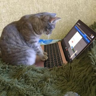 "Кот Барсик за компьютером"