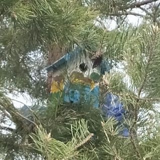 "Скворечник"