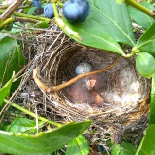 Малыш в гнезде