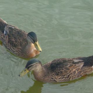 Утиная пара