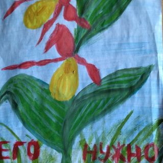 Охраняемые растения. Венерин башмачок