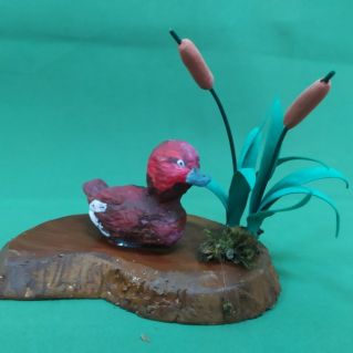 Белоглазый нырок