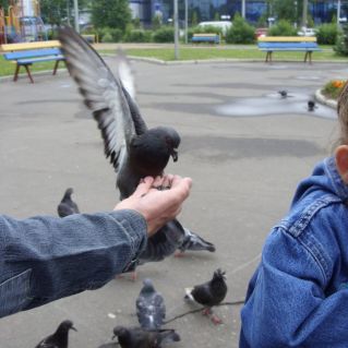 "Эти великолепные птицы!"