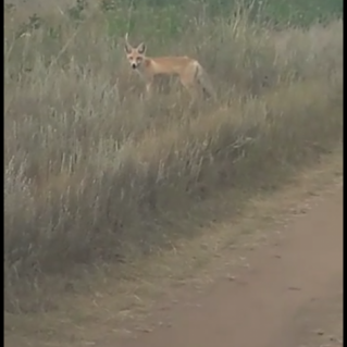 "Степные просторы Алтая"
