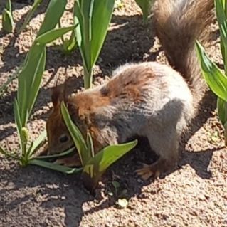 "Белочка готовится к зиме"