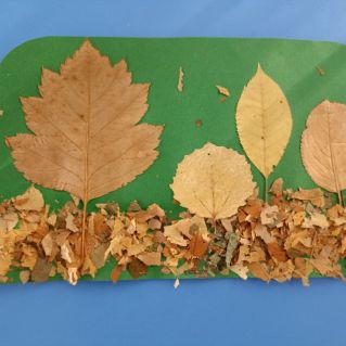 Осенний лес