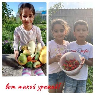 Вот такой урожай