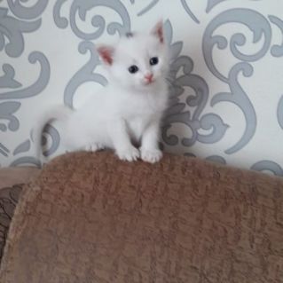 К Всемирному дню защиты животных "Каждой кошке нужен дом"