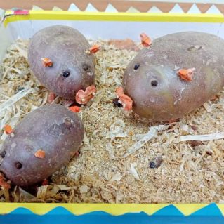 "Веселые свинки"