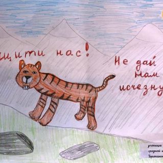 Защитим амурского тигра!