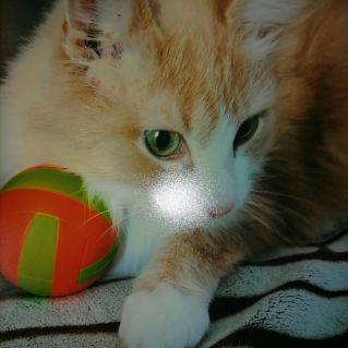 "Мой любимый питомец- Персик "