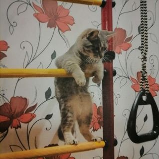 "Кот и я - спортивная семья "