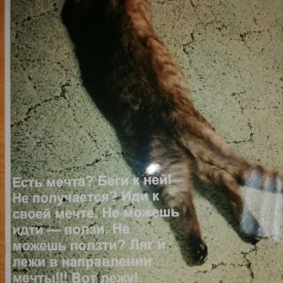 "Перси и её мечта"