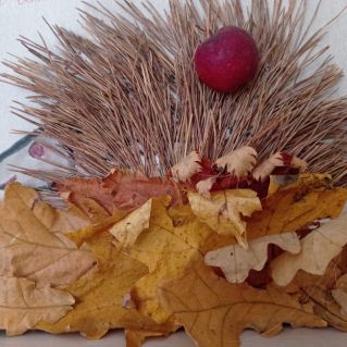 Удивительный ёж