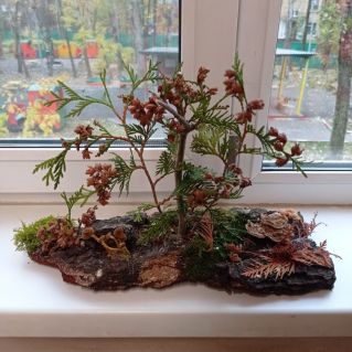 "Грибная пора"