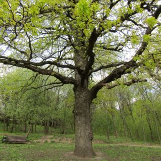 Белгородские Дубы