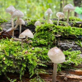 Осенний лес