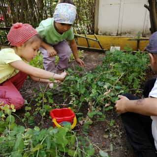 "Сбор урожая"
