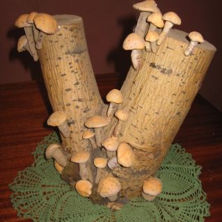 "Грибная пора!"