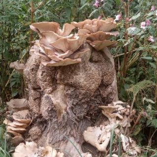 "Лесной эльф"