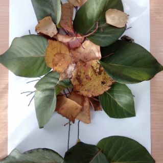 "Осень пришла"